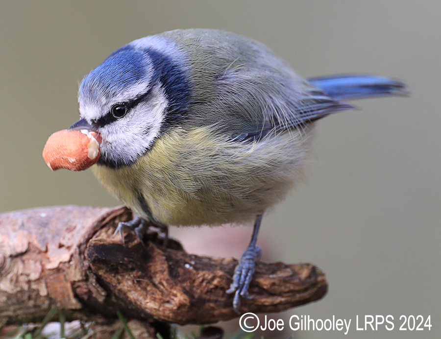 Visit to Ron McCombe's Wild Bird Hide