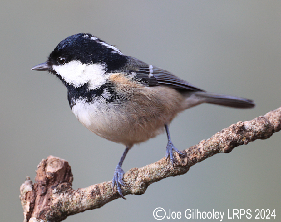 Visit to Ron McCombe's Wild Bird Hide