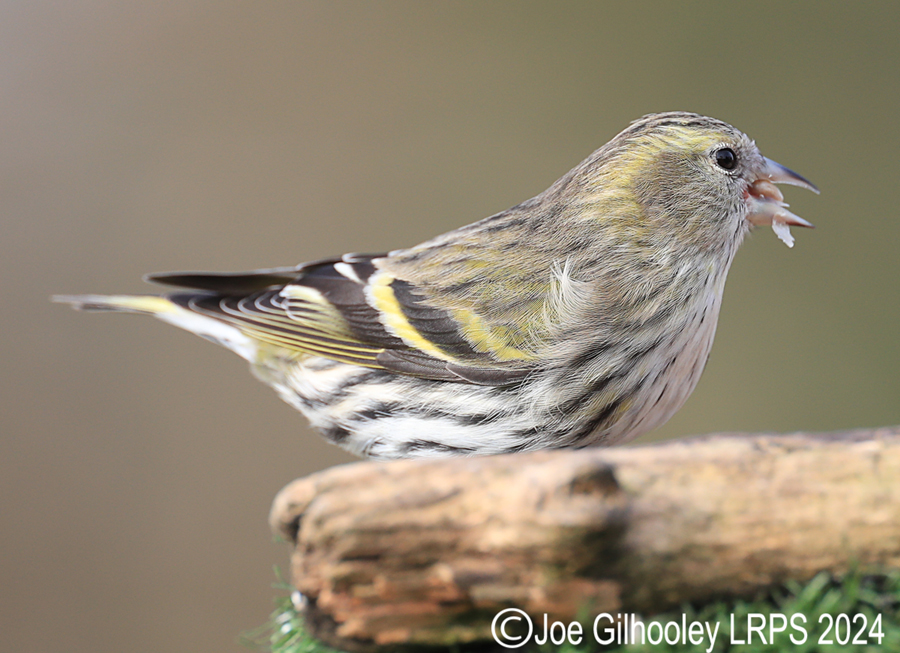 Visit to Ron McCombe's Wild Bird Hide