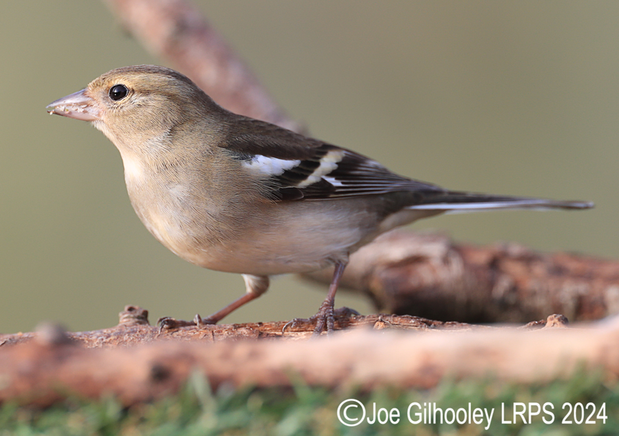 Visit to Ron McCombe's Wild Bird Hide