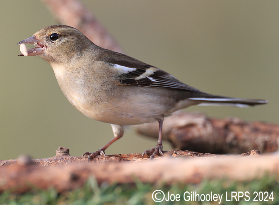 Visit to Ron McCombe's Wild Bird Hide