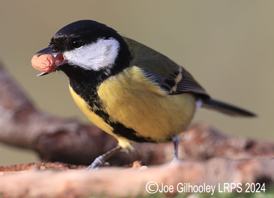 Visit to Ron McCombe's Wild Bird Hide