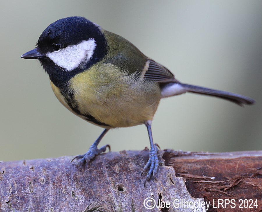 Visit to Ron McCombe's Wild Bird Hide