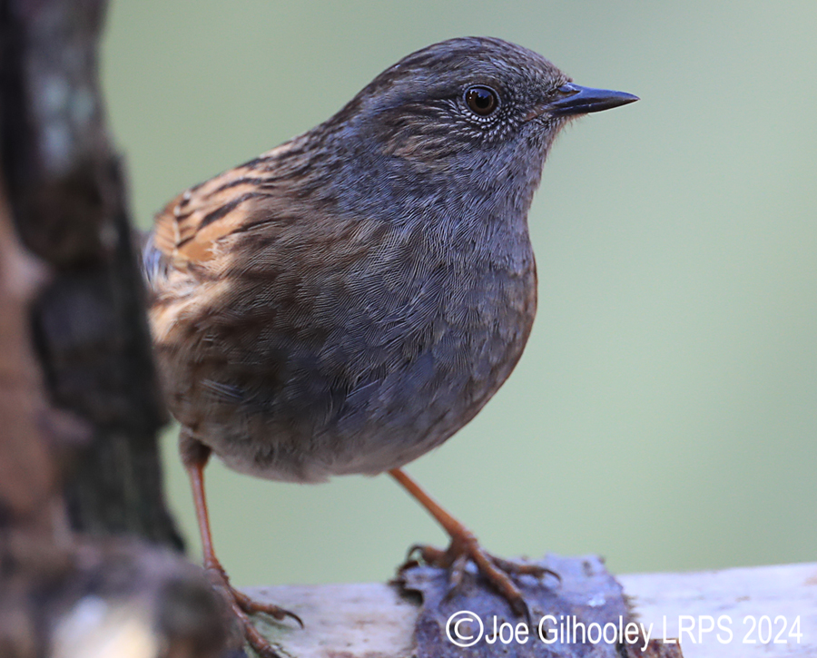 Visit to Ron McCombe's Wild Bird Hide