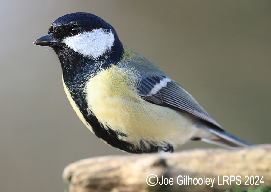 Visit to Ron McCombe's Wild Bird Hide