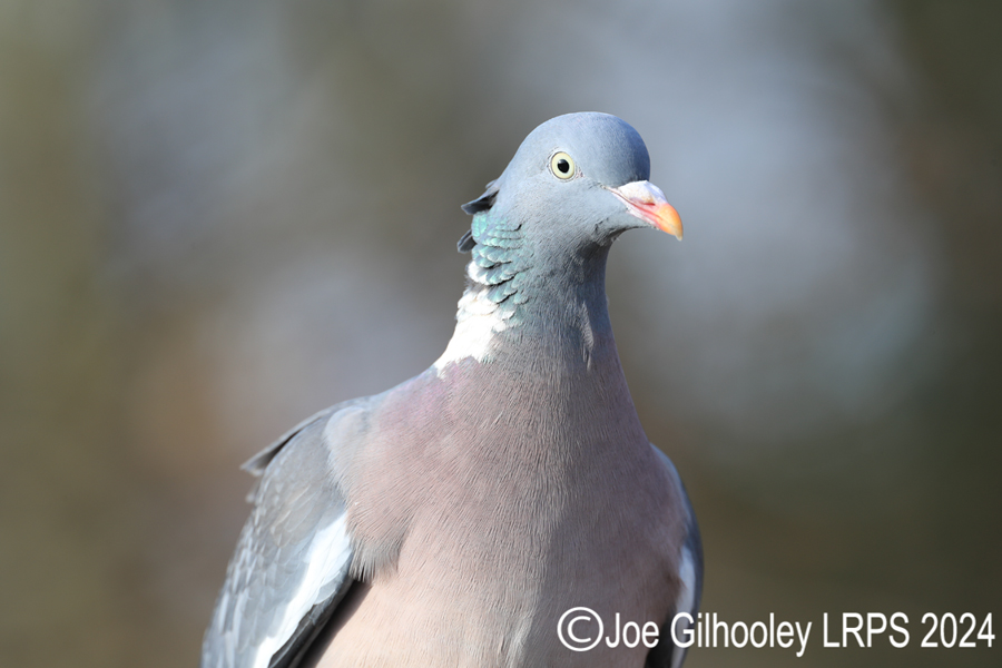 Visit to Ron McCombe's Wild Bird Hide