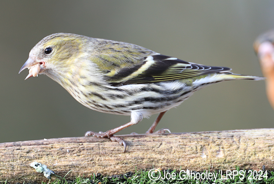 Visit to Ron McCombe's Wild Bird Hide