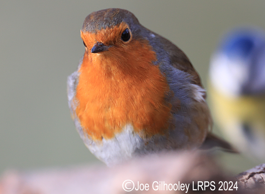 Visit to Ron McCombe's Wild Bird Hide