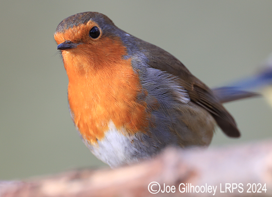 Visit to Ron McCombe's Wild Bird Hide