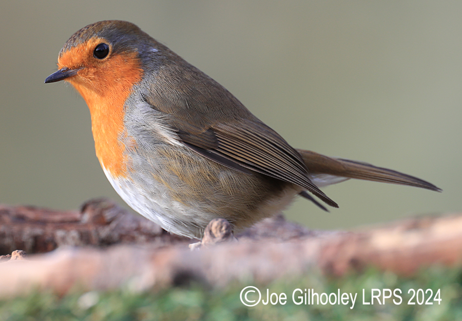 Visit to Ron McCombe's Wild Bird Hide