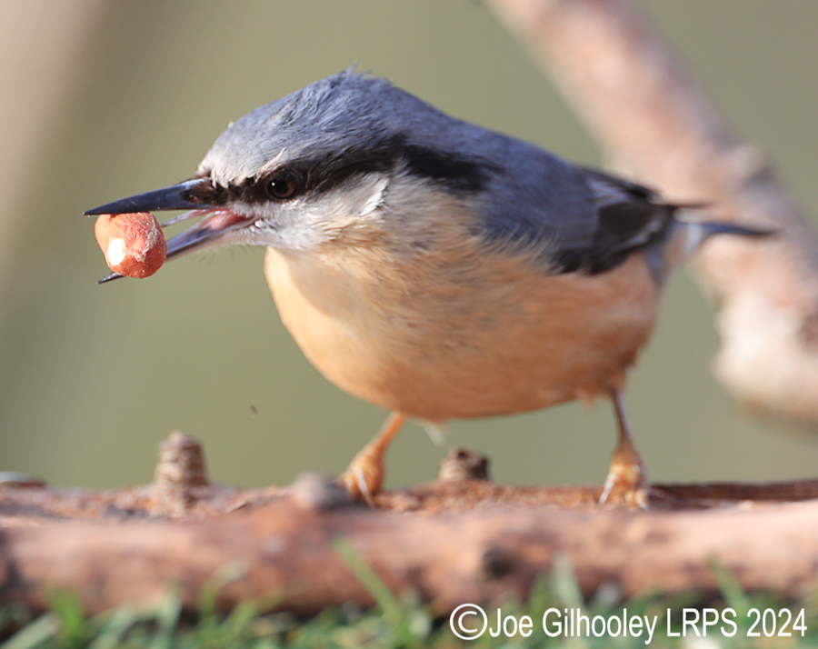 Visit to Ron McCombe's Wild Bird Hide