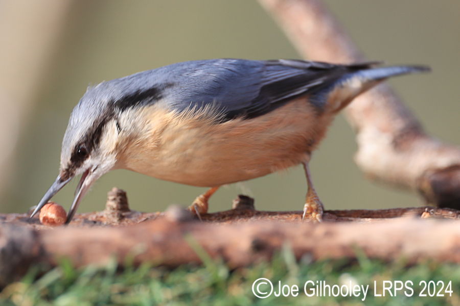 Visit to Ron McCombe's Wild Bird Hide