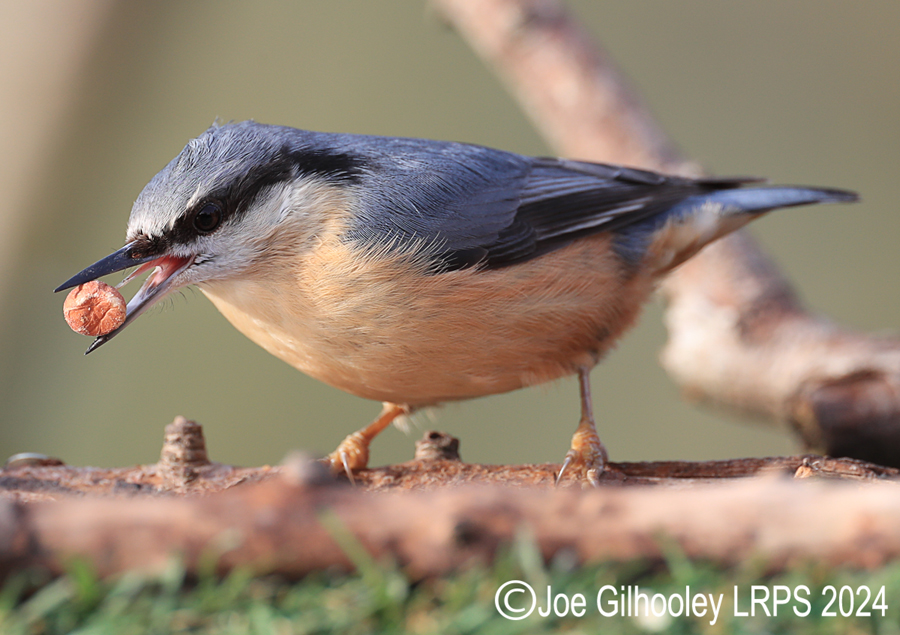Visit to Ron McCombe's Wild Bird Hide