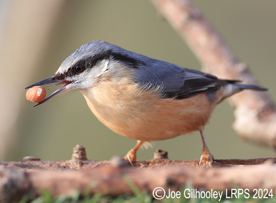Visit to Ron McCombe's Wild Bird Hide