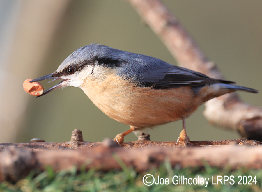 Visit to Ron McCombe's Wild Bird Hide