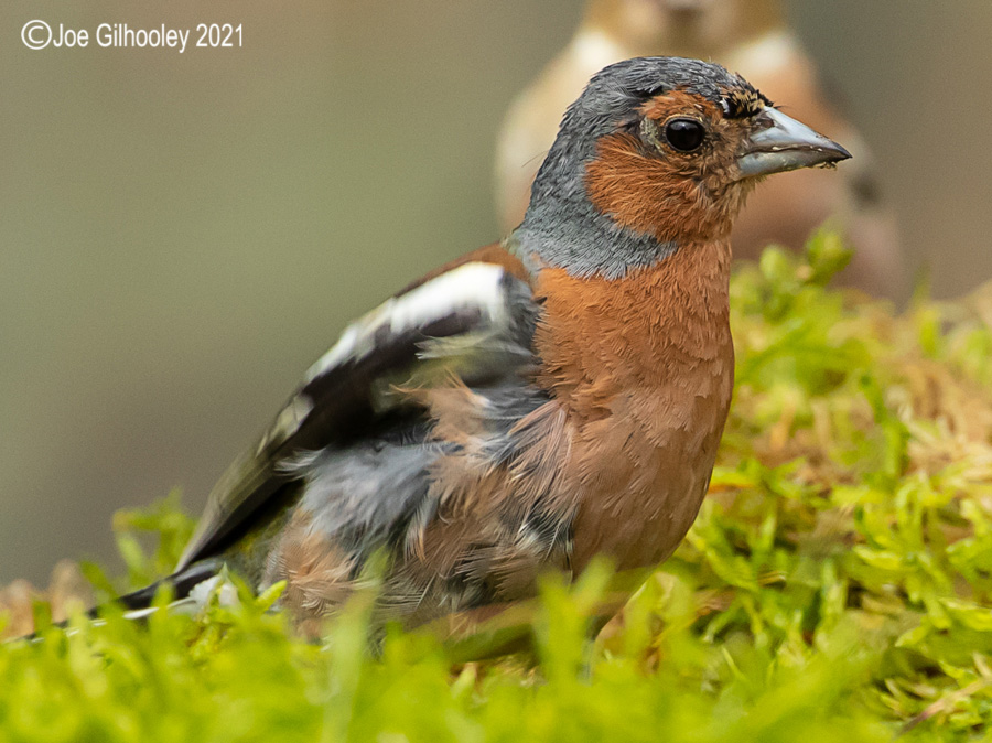 Visit to Ron McCombe's Wild Bird Hide