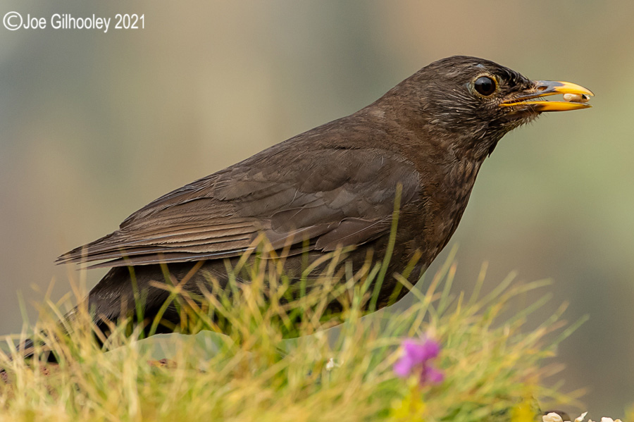 Visit to Ron McCombe's Wild Bird Hide