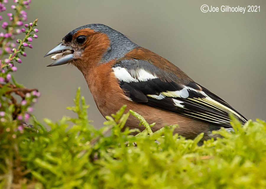 Visit to Ron McCombe's Wild Bird Hide