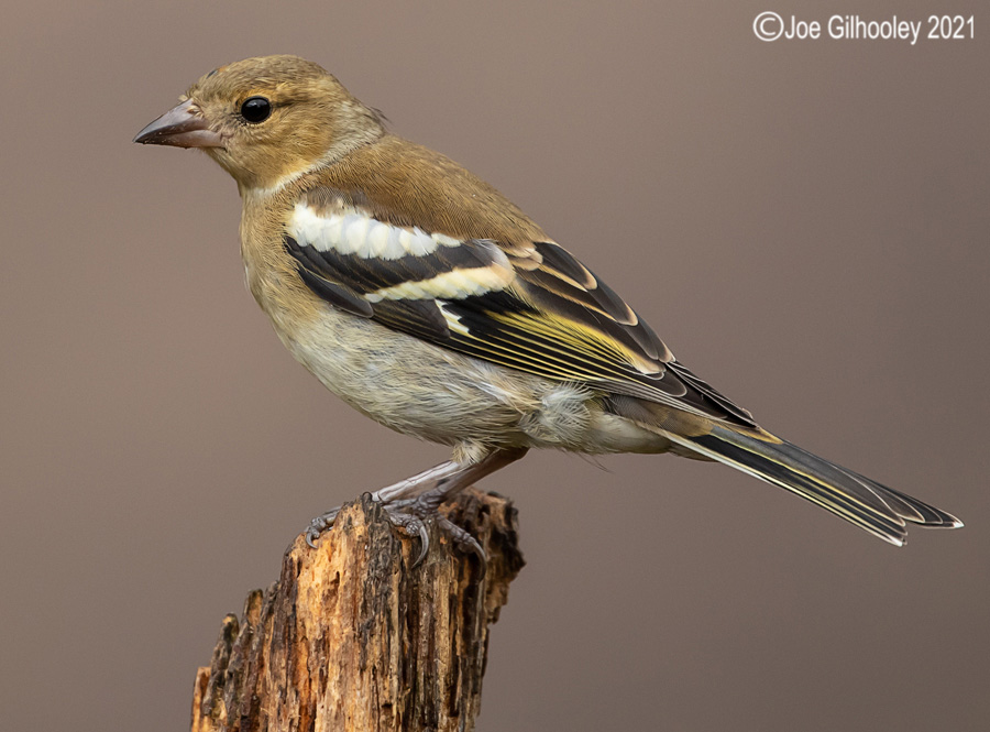 Visit to Ron McCombe's Wild Bird Hide