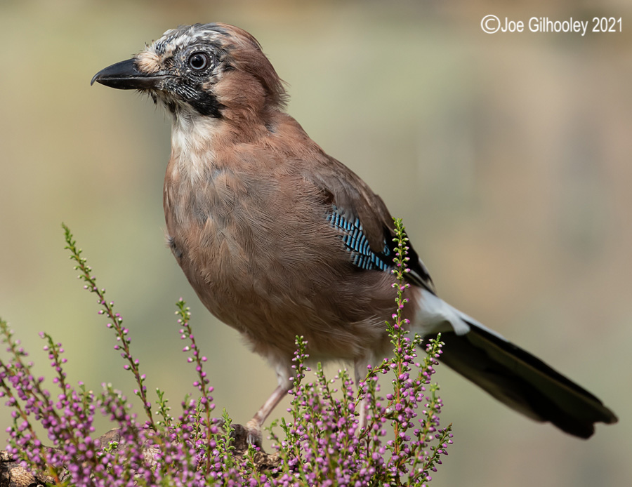 Visit to Ron McCombe's Wild Bird Hide