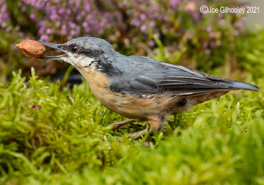 Visit to Ron McCombe's Wild Bird Hide