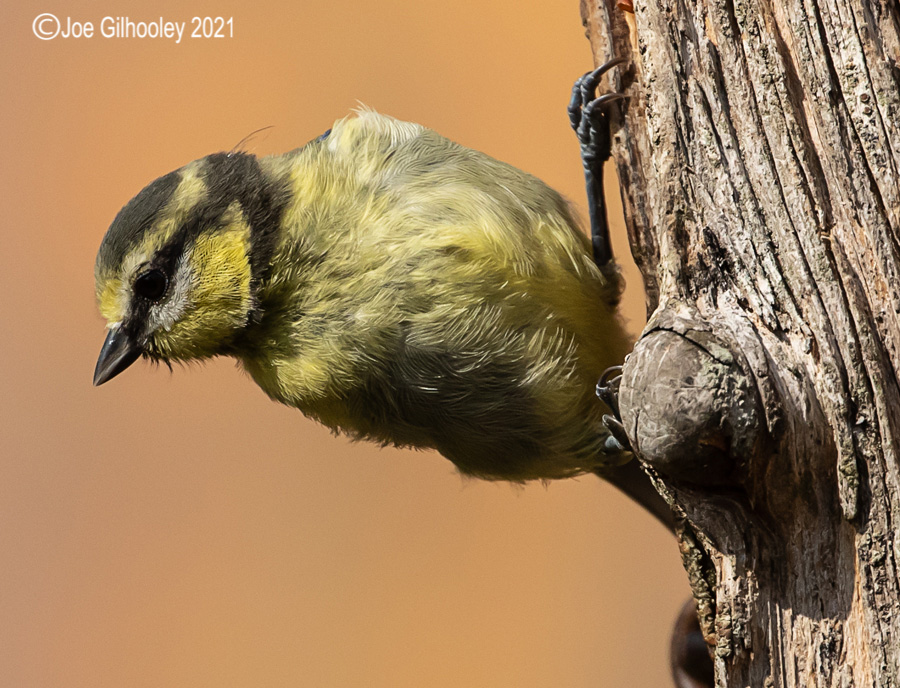 Visit to Ron McCombe's Wild Bird Hide