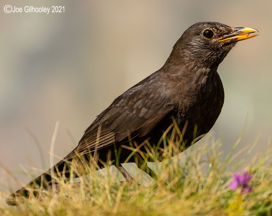 Visit to Ron McCombe's Wild Bird Hide
