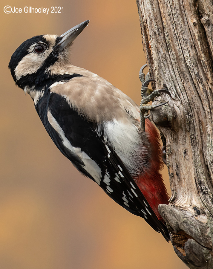 Visit to Ron McCombe's Wild Bird Hide