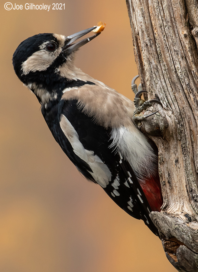 Visit to Ron McCombe's Wild Bird Hide