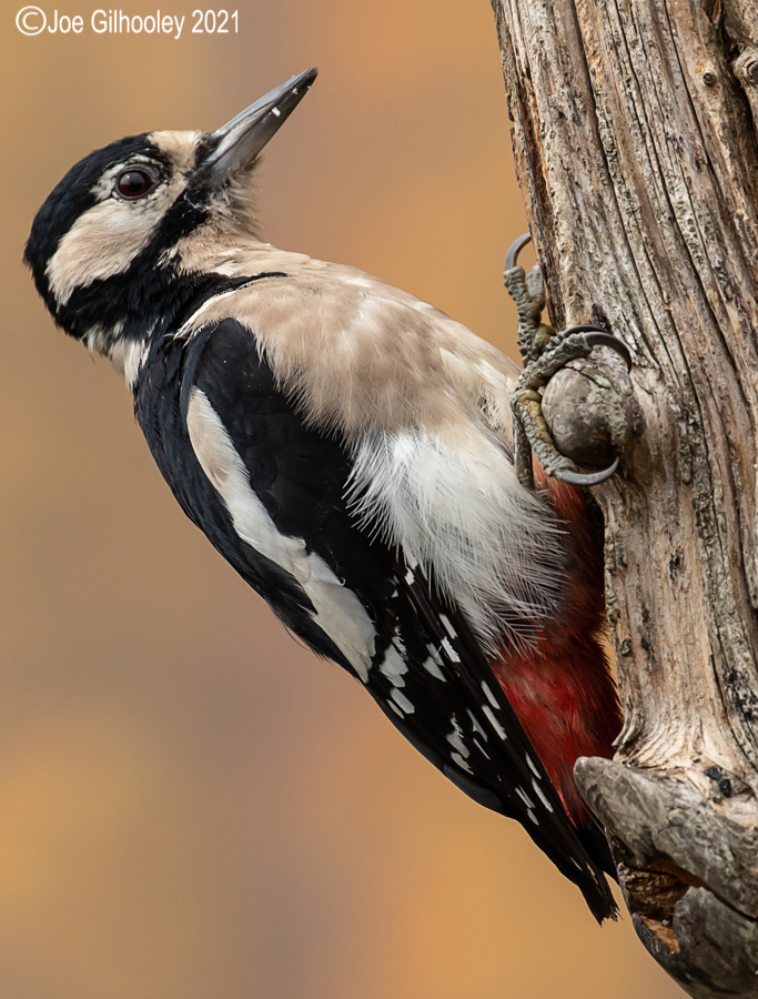 Visit to Ron McCombe's Wild Bird Hide
