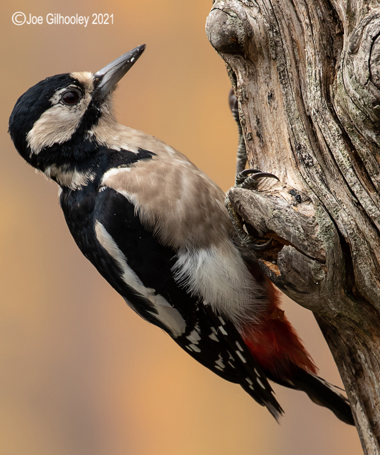 Visit to Ron McCombe's Wild Bird Hide