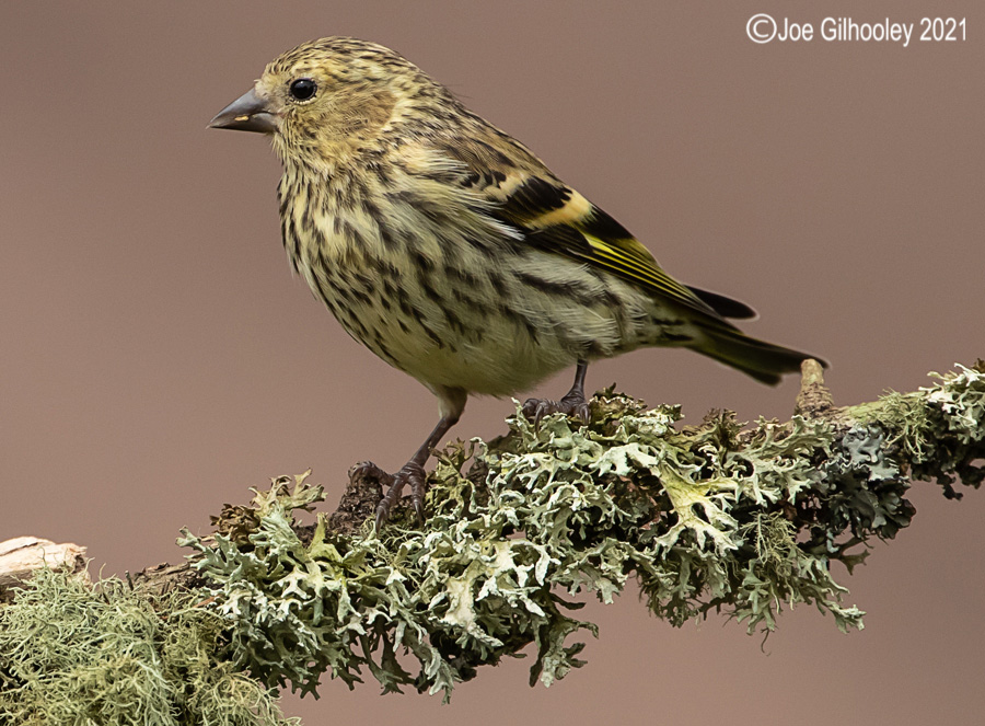 Visit to Ron McCombe's Wild Bird Hide