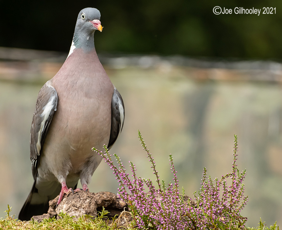 Visit to Ron McCombe's Wild Bird Hide