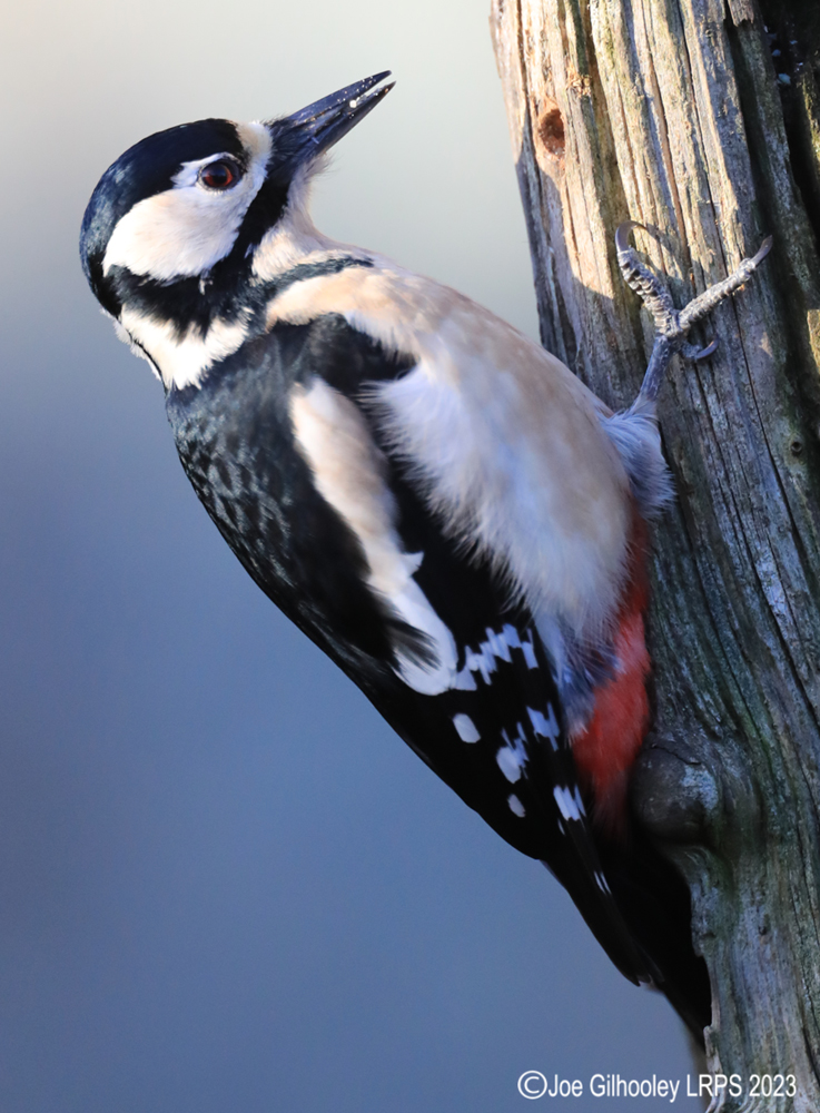 Visit to Ron McCombe's Wild Bird Hide