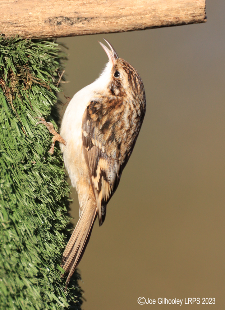 Visit to Ron McCombe's Wild Bird Hide