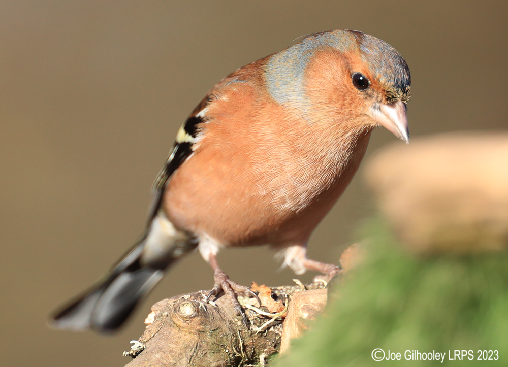 Visit to Ron McCombe's Wild Bird Hide