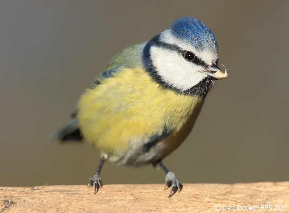 Visit to Ron McCombe's Wild Bird Hide