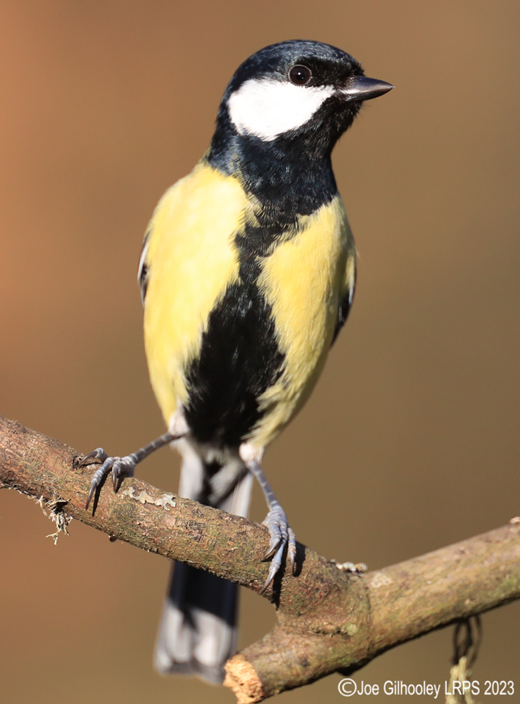 Visit to Ron McCombe's Wild Bird Hide