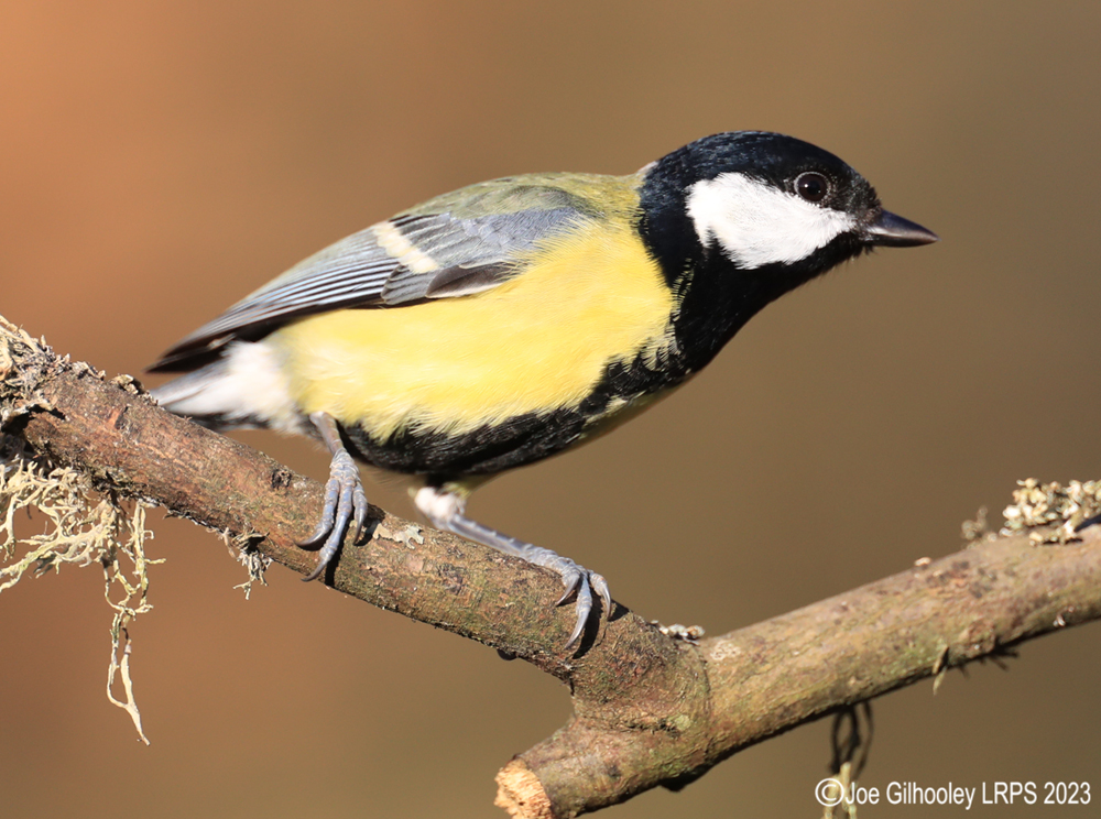 Visit to Ron McCombe's Wild Bird Hide