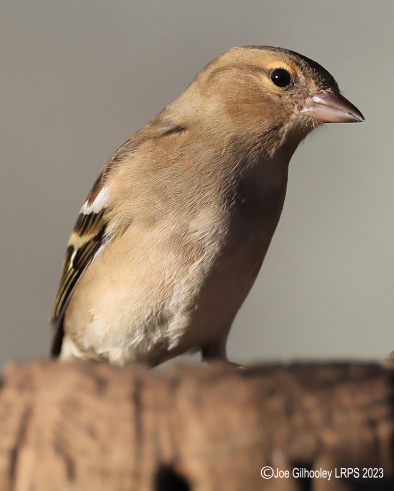 Visit to Ron McCombe's Wild Bird Hide