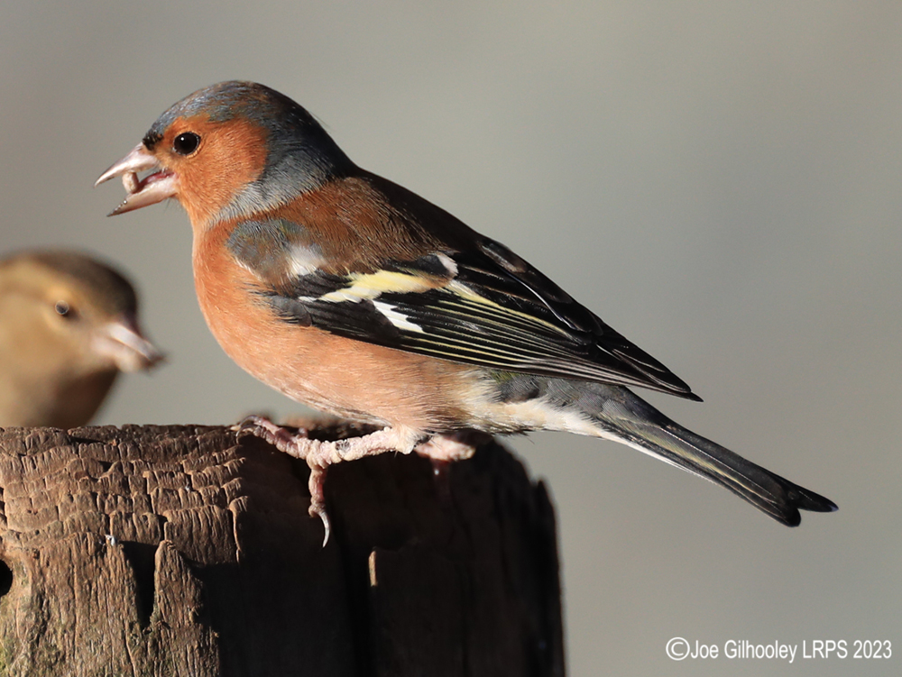 Visit to Ron McCombe's Wild Bird Hide