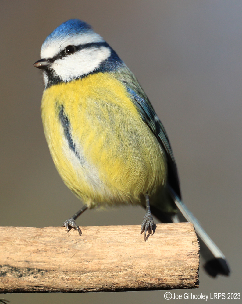 Visit to Ron McCombe's Wild Bird Hide