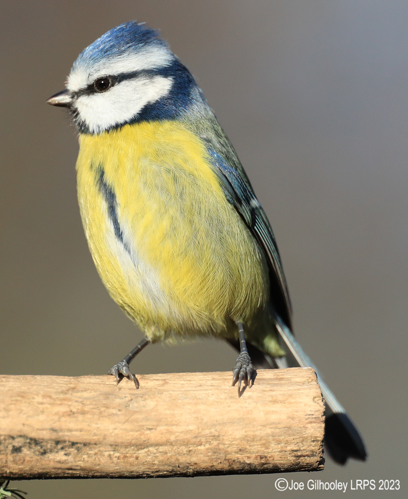 Visit to Ron McCombe's Wild Bird Hide