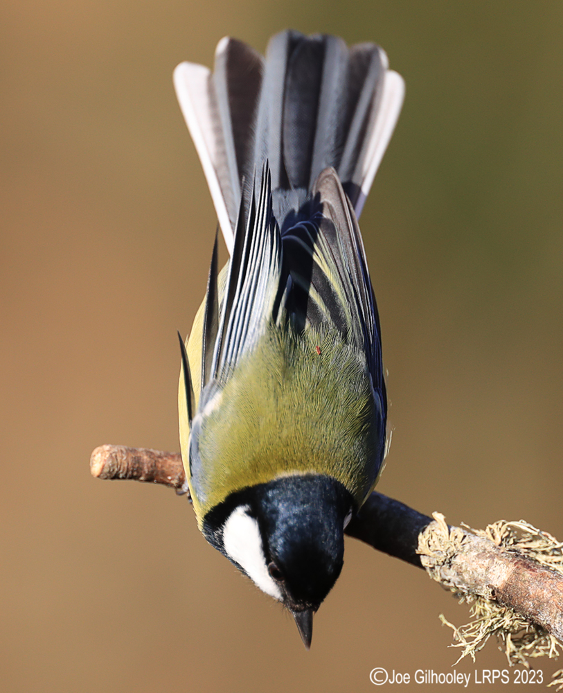 Visit to Ron McCombe's Wild Bird Hide