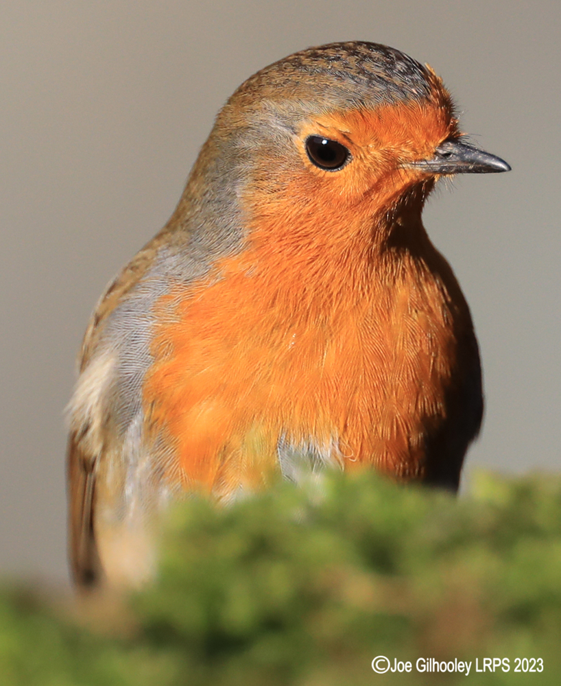 Visit to Ron McCombe's Wild Bird Hide