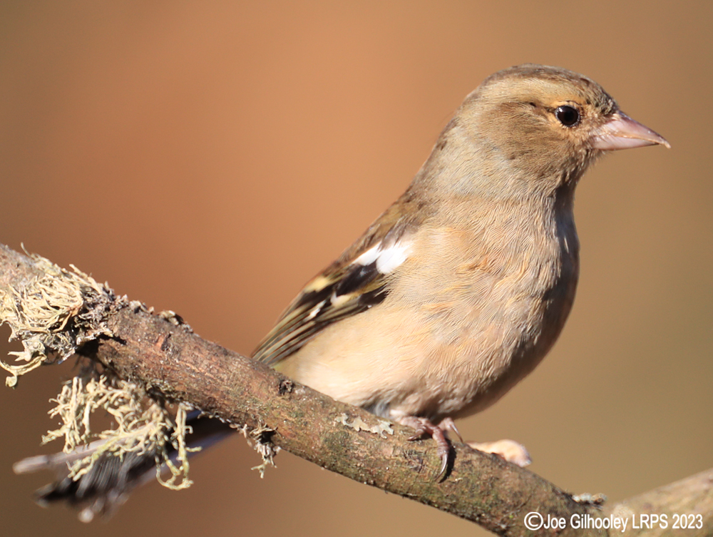 Visit to Ron McCombe's Wild Bird Hide