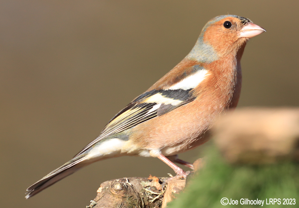 Visit to Ron McCombe's Wild Bird Hide