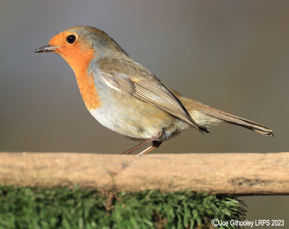 Visit to Ron McCombe's Wild Bird Hide