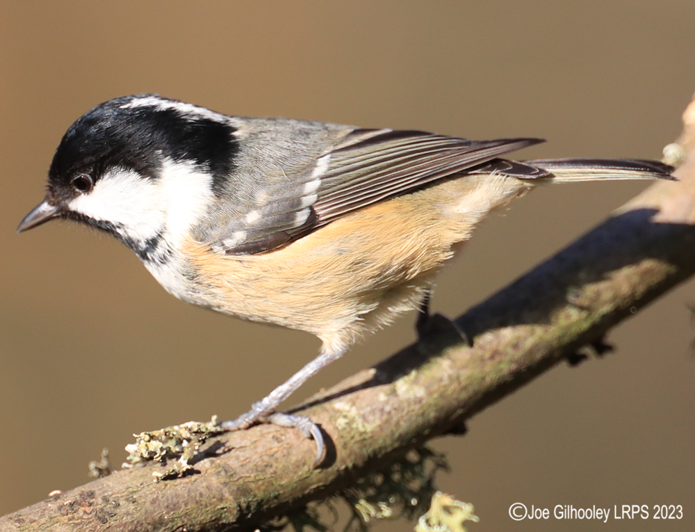 Visit to Ron McCombe's Wild Bird Hide