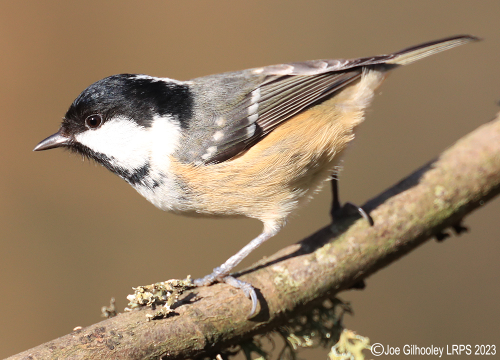 Visit to Ron McCombe's Wild Bird Hide